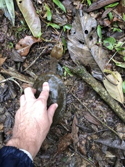 Hydromedusa maximiliani