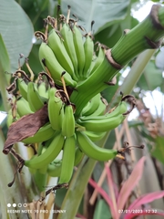 Musa acuminata malaccensis