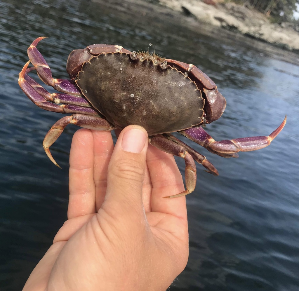 graceful crab