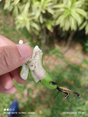 Musa acuminata malaccensis