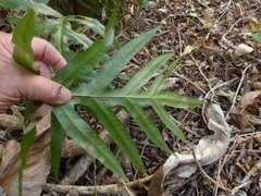 Microsorum scolopendria
