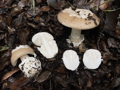 Amanita calyptratoides