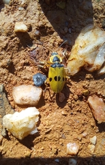 Chauliognathus flavipes