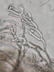 Fungi