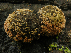 Fungi