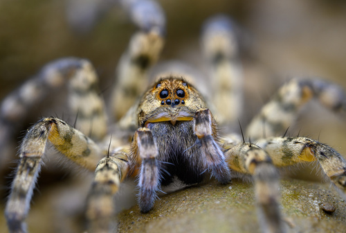 Shoreline Wolf Spider