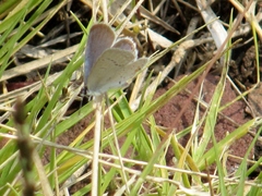 Cupido comyntas texana