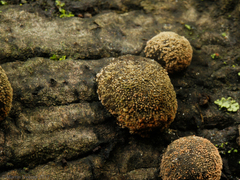 Fungi