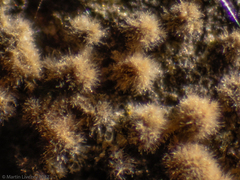 Fungi