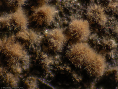 Fungi
