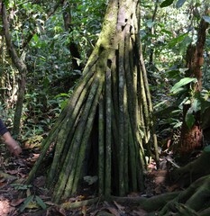 Socratea exorrhiza