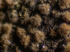Fungi