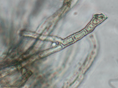 Fungi