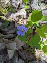 Scaevola calliptera