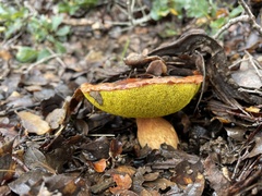 Aureoboletus flaviporus