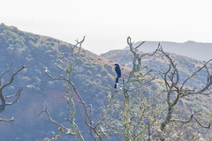 Aphelocoma insularis