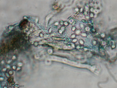 Fungi