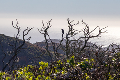 Aphelocoma insularis