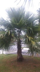 Saribus rotundifolius