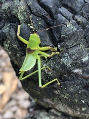 Megatympanon speculatum