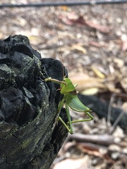 Megatympanon speculatum