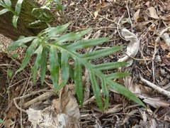 Microsorum scolopendria