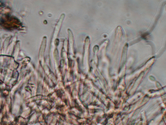 Fungi