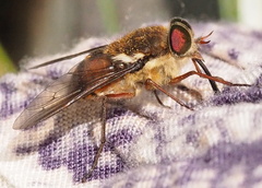 Scaptia