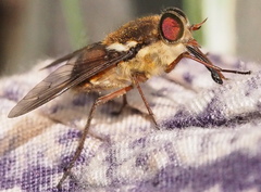 Scaptia