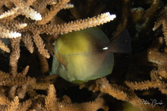 Zebrasoma scopas