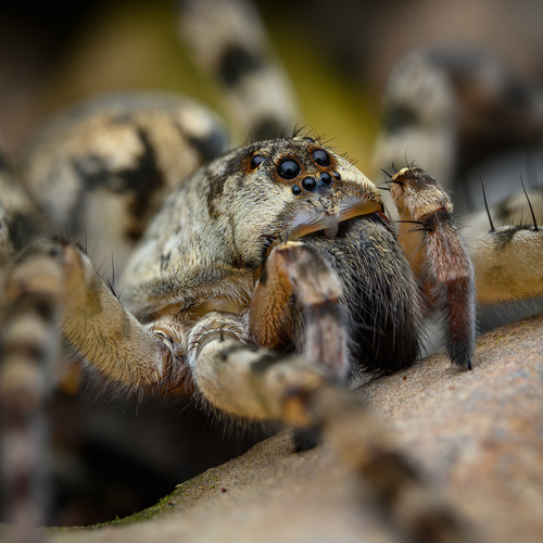 Shoreline Wolf Spider