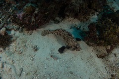 Epinephelus quoyanus