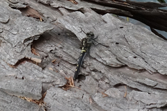 Leucorrhinia orientalis