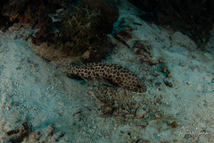 Epinephelus quoyanus