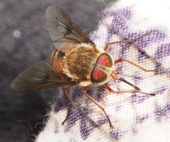 Scaptia