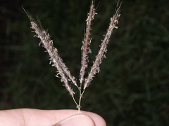 Dichanthium annulatum papillosum