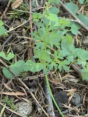 Xanthosia dissecta