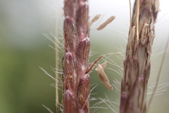 Dichanthium annulatum papillosum