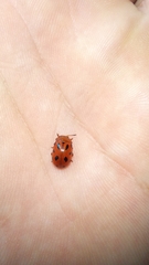 Stilodes duodecimmaculata