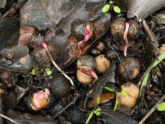Prunus ilicifolia lyonii