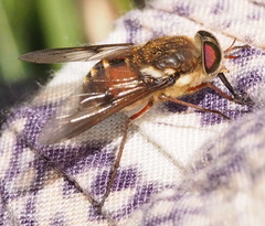 Scaptia