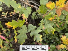 Quercus × macdonaldii