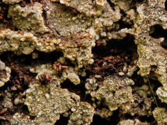 Agaricomycetes
