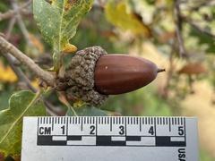 Quercus × macdonaldii