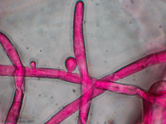 Agaricomycetes