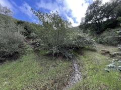 Ceanothus arboreus