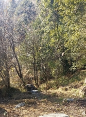 Pterorhinus albogularis