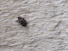 Anthrenocerus australis