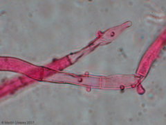 Agaricomycetes
