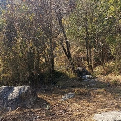 Pterorhinus albogularis